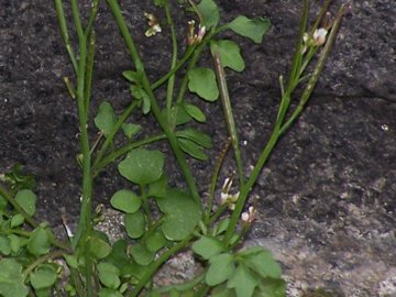 Una crucifera dall''Etna - Cardamine hirsuta